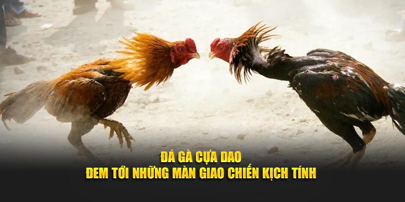Đá gà cựa dao đem tới những màn giao chiến kịch tính