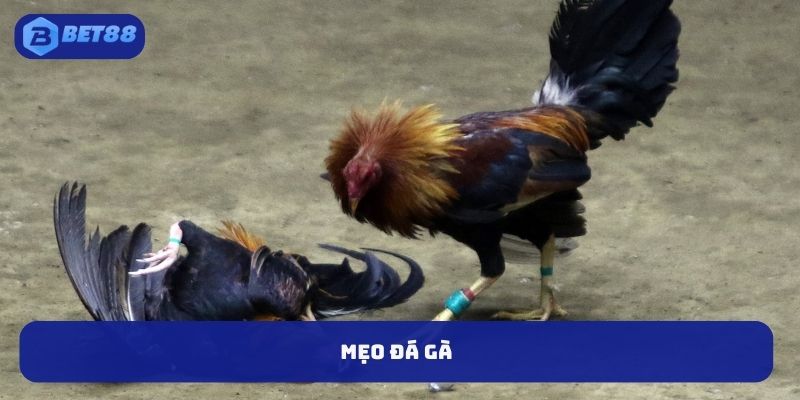 BET88 Mẹo Đá Gà Cựa Dao - Kinh Nghiệm Thực Chiến