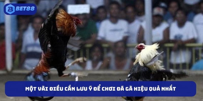 Một vài mẹo đá gà cần lưu ý để tham gia dễ dàng hơn