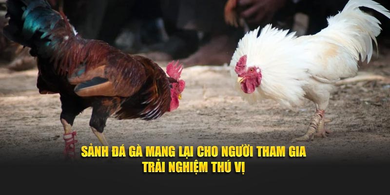 Sảnh đá gà mang lại cho người tham gia trải nghiệm thú vị